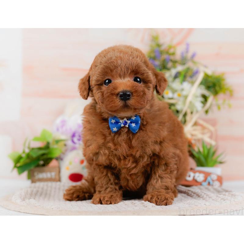 販売中の神奈川県のトイプードル-425953の13枚目