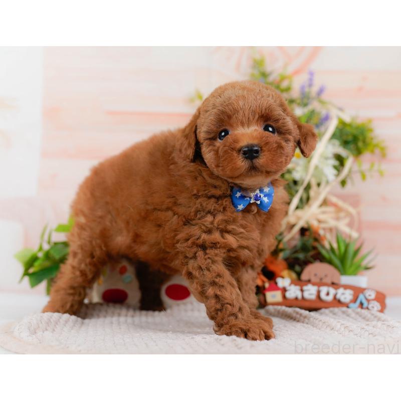 販売中の神奈川県のトイプードル-425953の12枚目