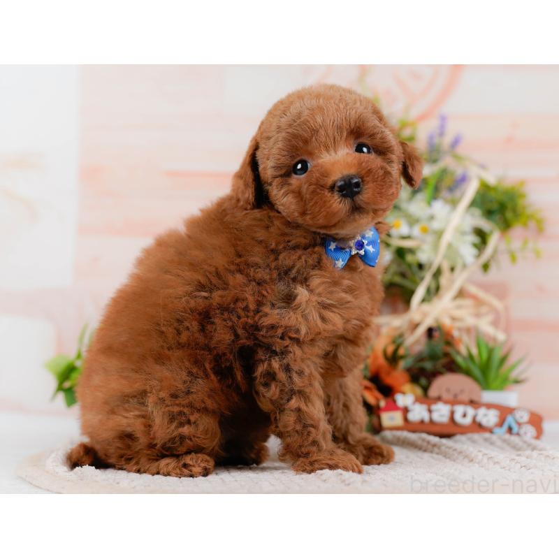 販売中の神奈川県のトイプードル-425953の11枚目