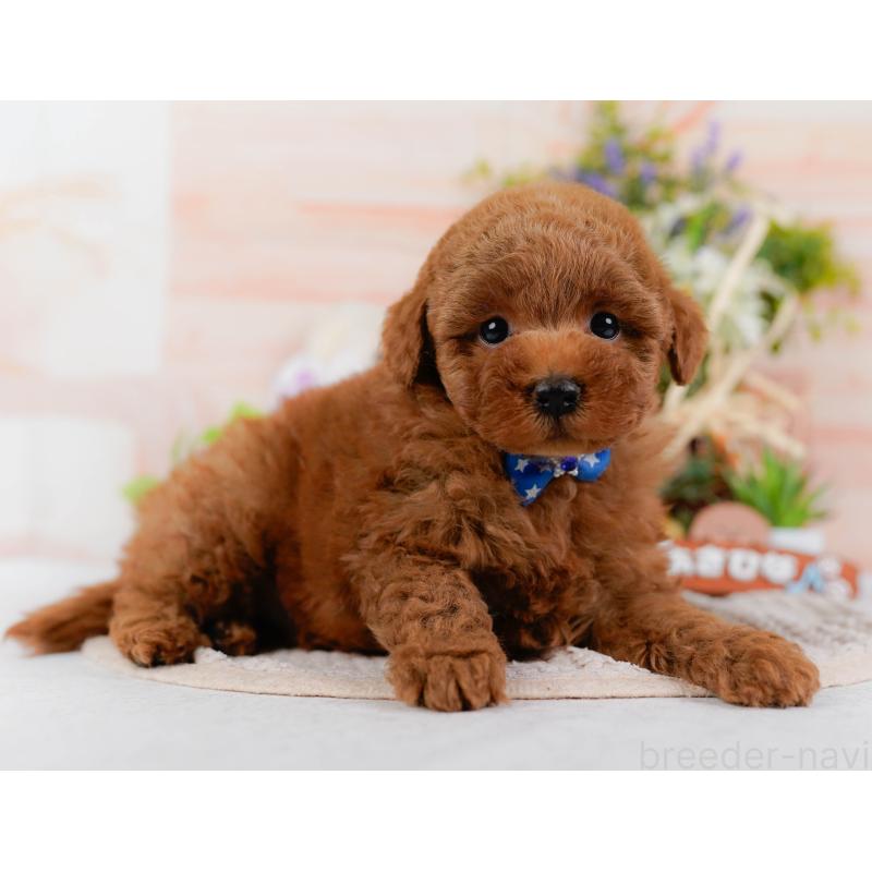 販売中の神奈川県のトイプードル-425953の10枚目