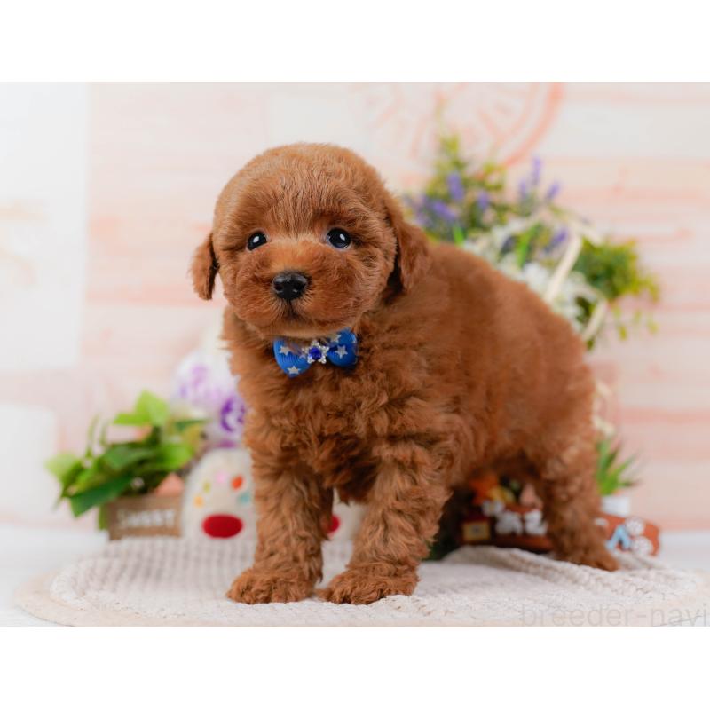 販売中の神奈川県のトイプードル-425953の9枚目