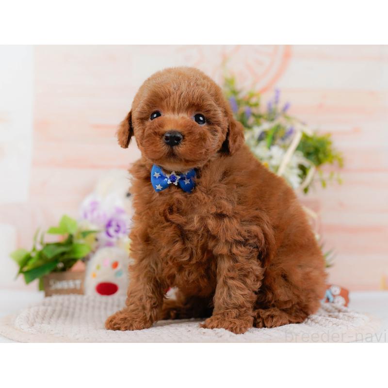 販売中の神奈川県のトイプードル-425953の8枚目