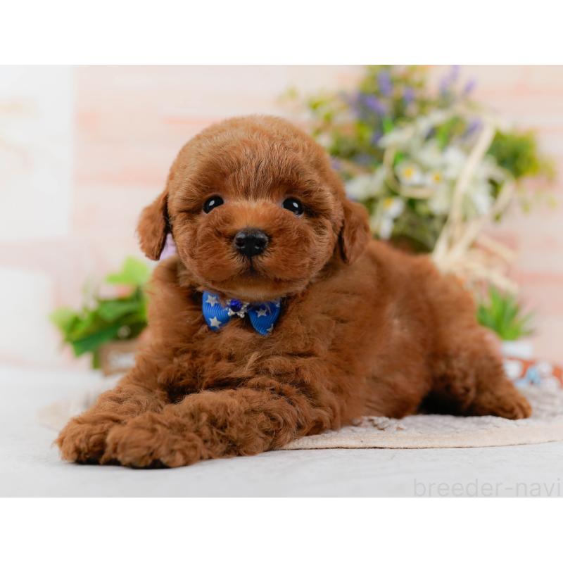 販売中の神奈川県のトイプードル-425953の7枚目