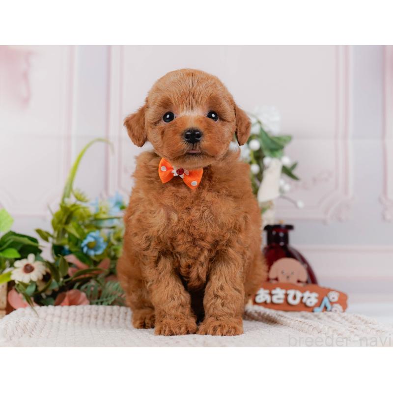 販売中の神奈川県のトイプードル-425954の14枚目