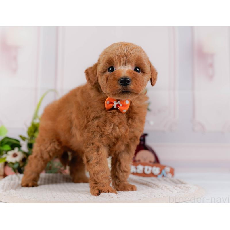 販売中の神奈川県のトイプードル-425954の13枚目