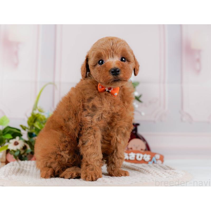 販売中の神奈川県のトイプードル-425954の12枚目