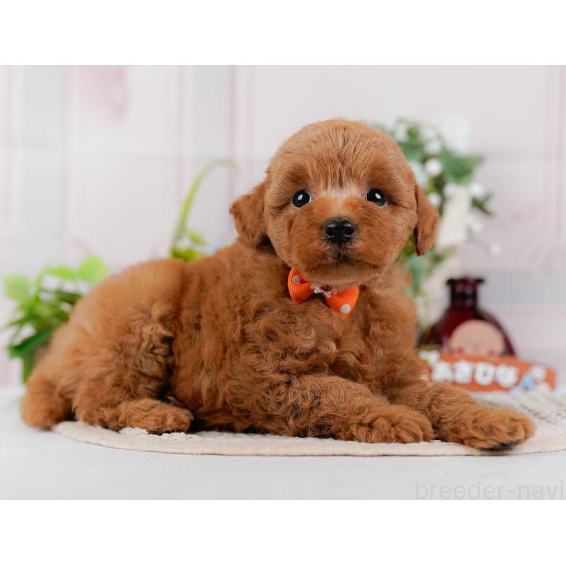 販売中の神奈川県のトイプードル-425954の11枚目