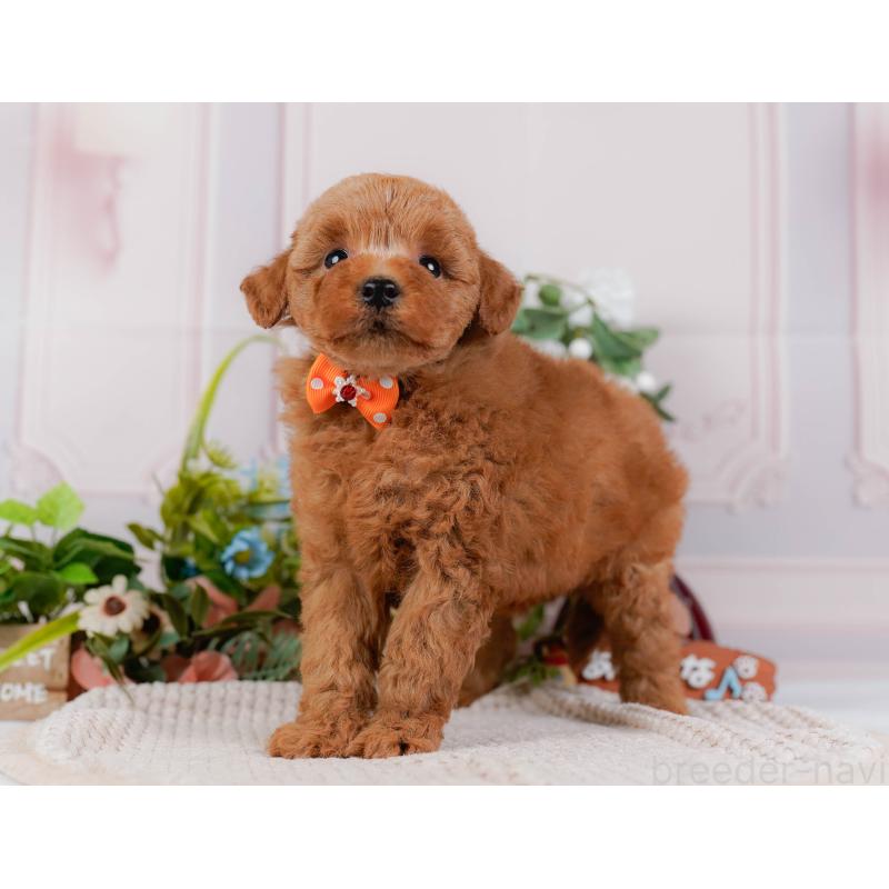 販売中の神奈川県のトイプードル-425954の10枚目