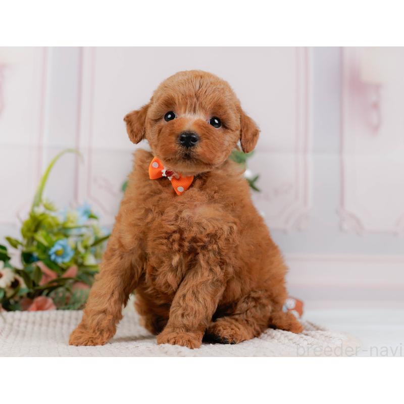 販売中の神奈川県のトイプードル-425954の9枚目