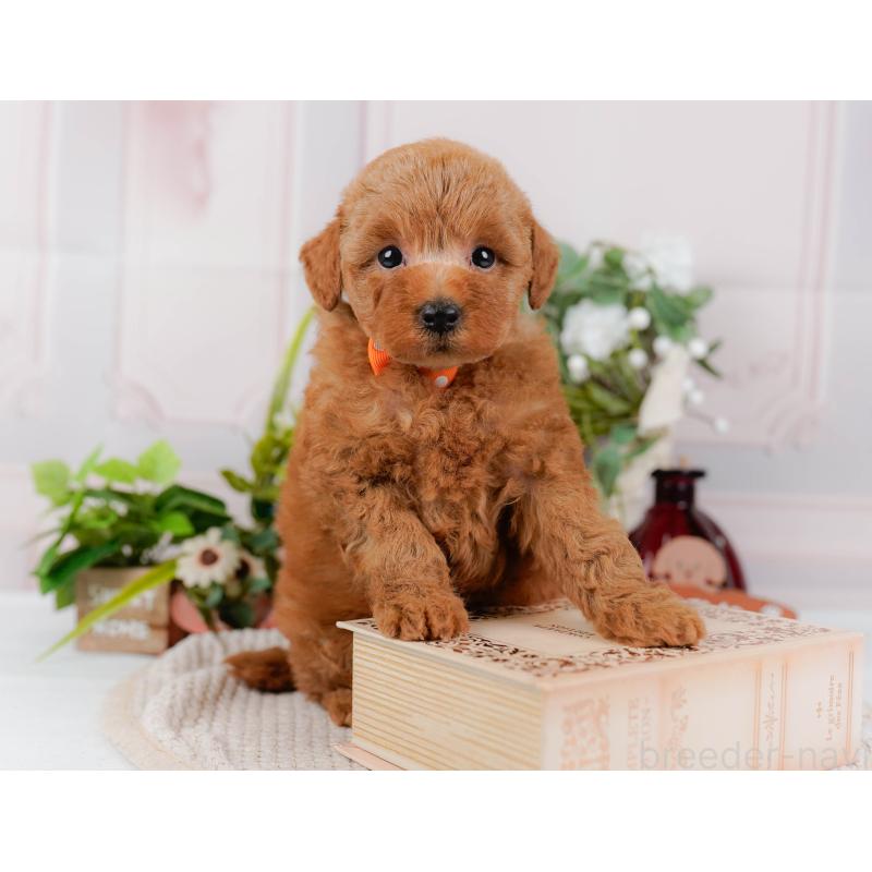 販売中の神奈川県のトイプードル-425954の8枚目