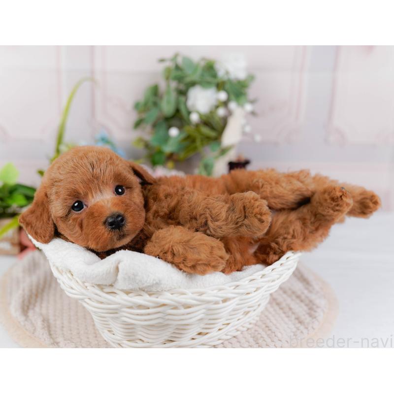 販売中の神奈川県のトイプードル-425954の7枚目