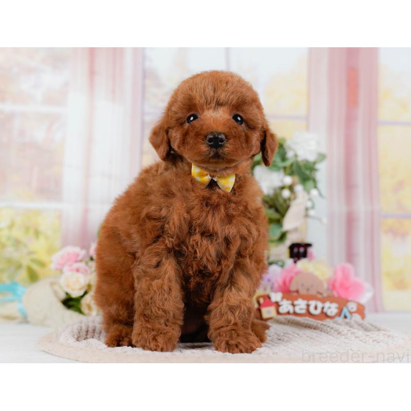 販売中の神奈川県のトイプードル-425957の14枚目