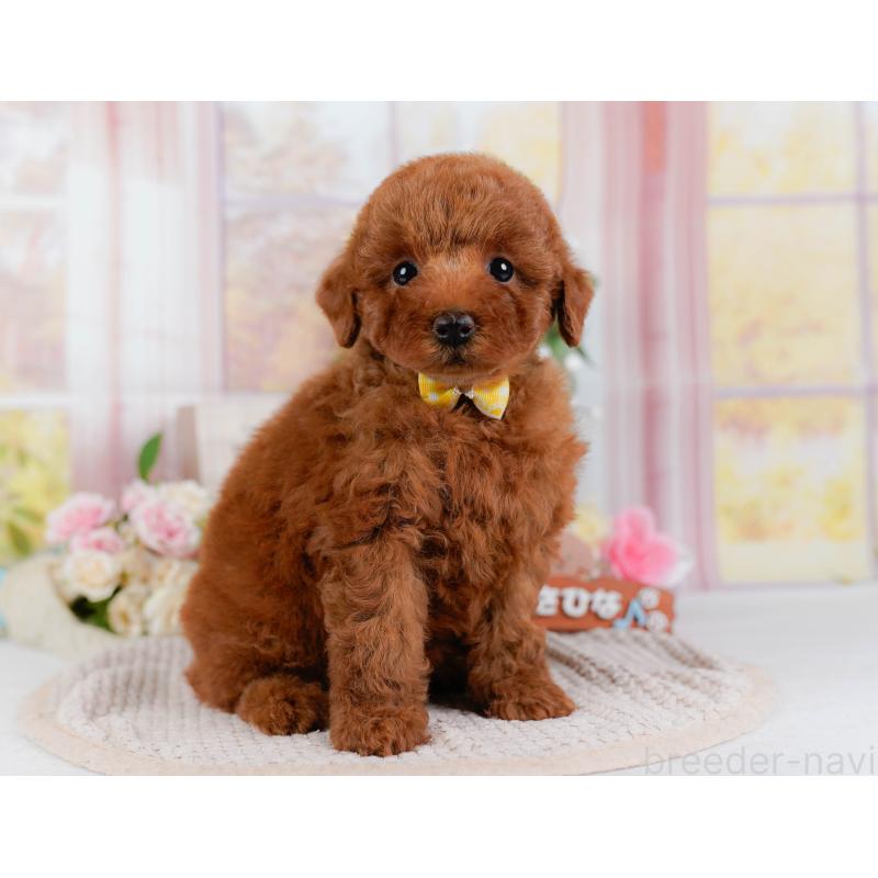 販売中の神奈川県のトイプードル-425957の12枚目