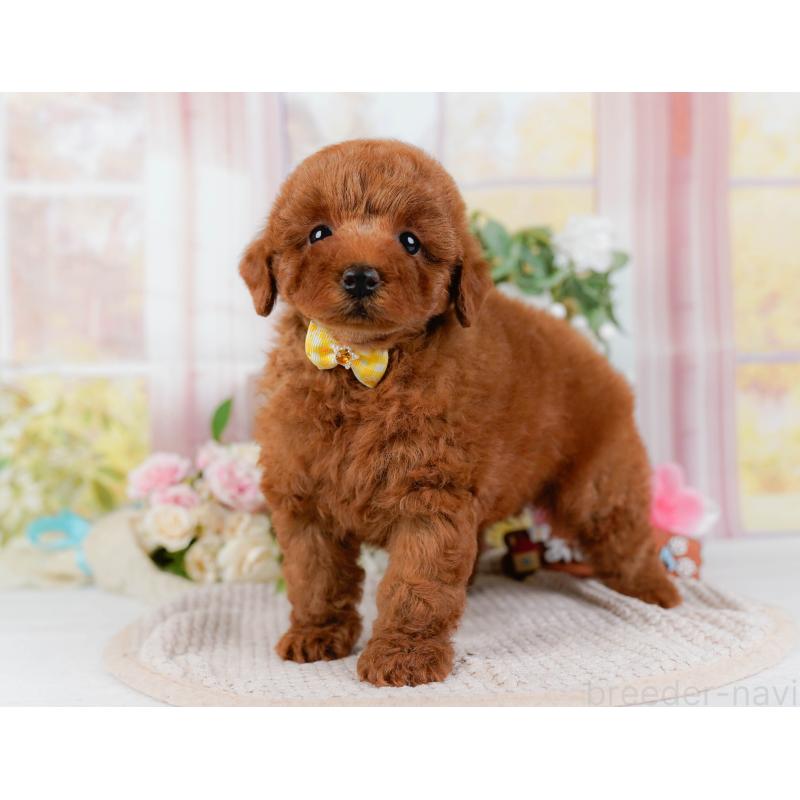 販売中の神奈川県のトイプードル-425957の11枚目