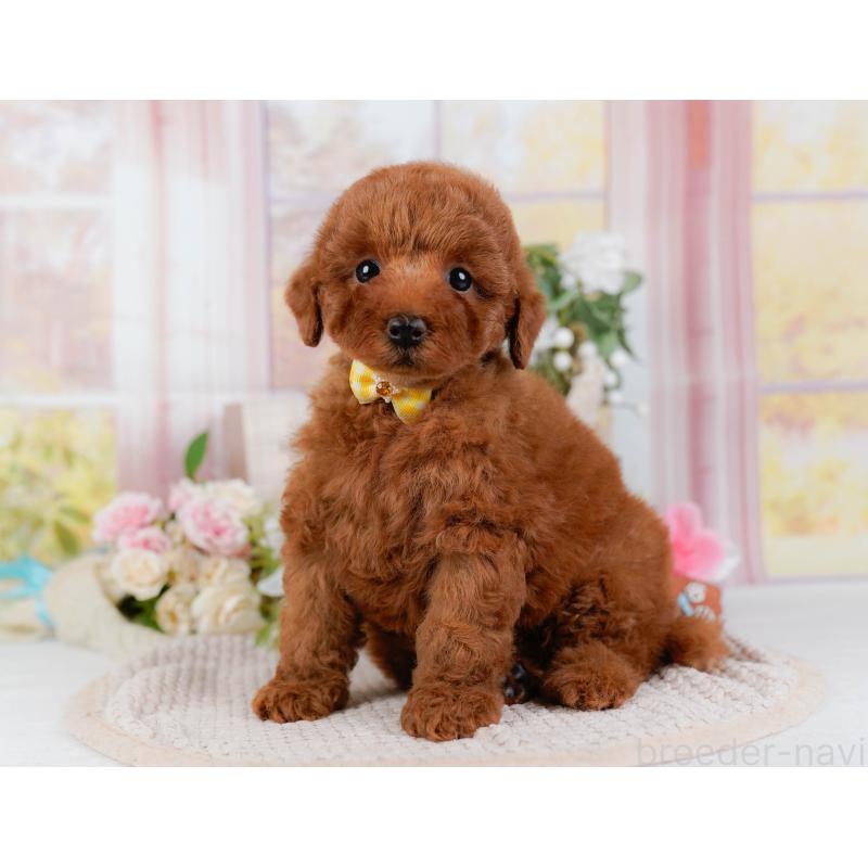 販売中の神奈川県のトイプードル-425957の10枚目