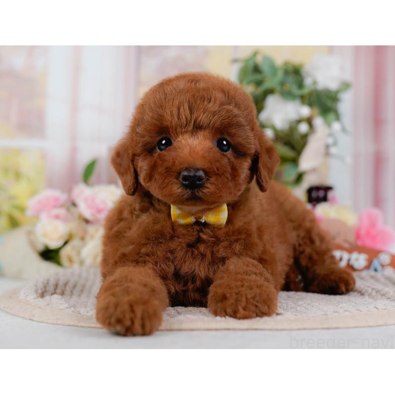 販売中の神奈川県のトイプードル-425957の9枚目