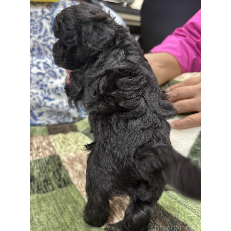 販売中の三重県のタイニープードル-425540の3枚目