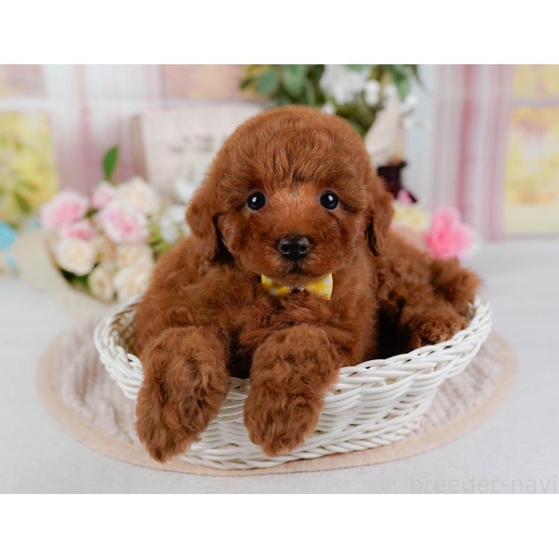 販売中の神奈川県のトイプードル-425957の8枚目