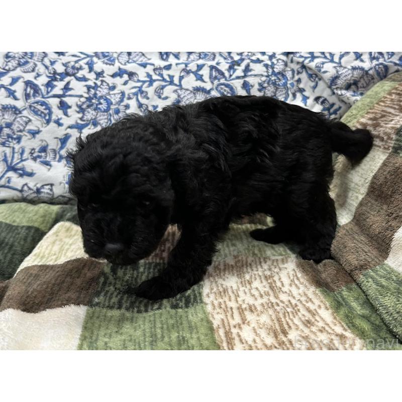 販売中の三重県のタイニープードル-425540の2枚目