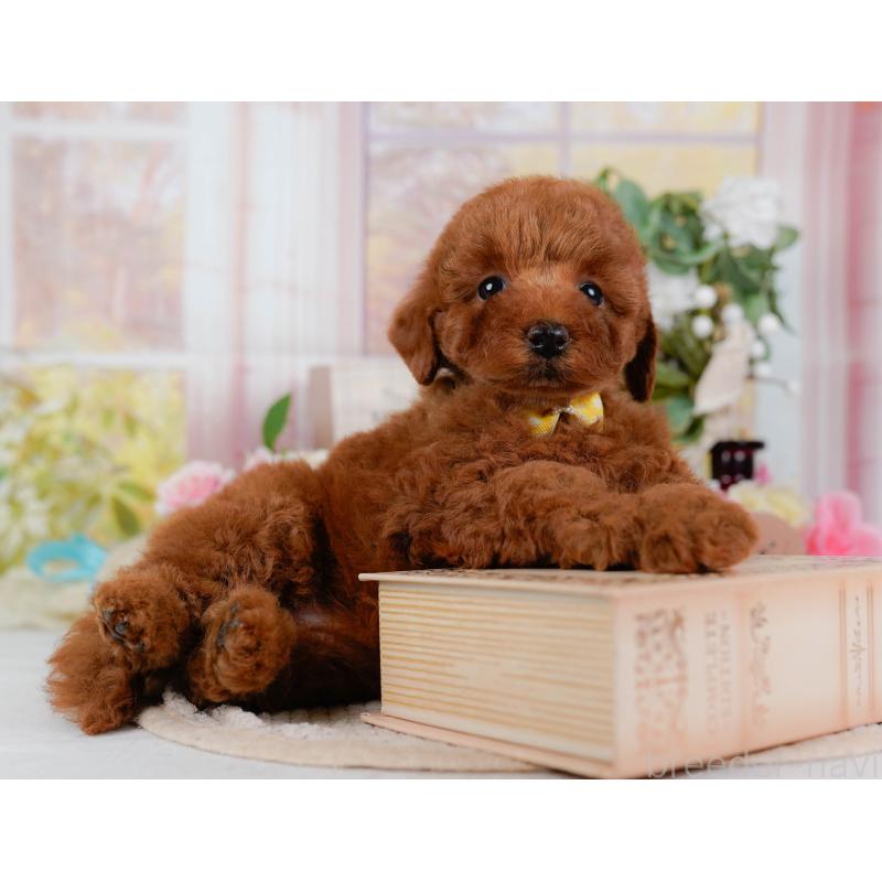 販売中の神奈川県のトイプードル-425957の7枚目