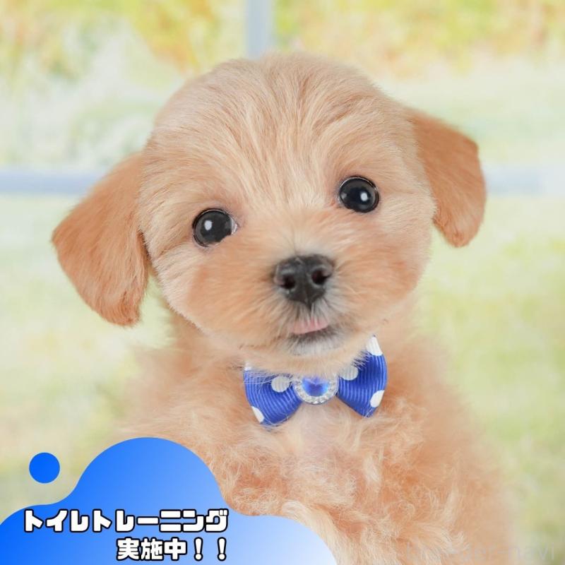 販売中の静岡県のマルプー:マルチーズ×トイプードル-425645の1枚目