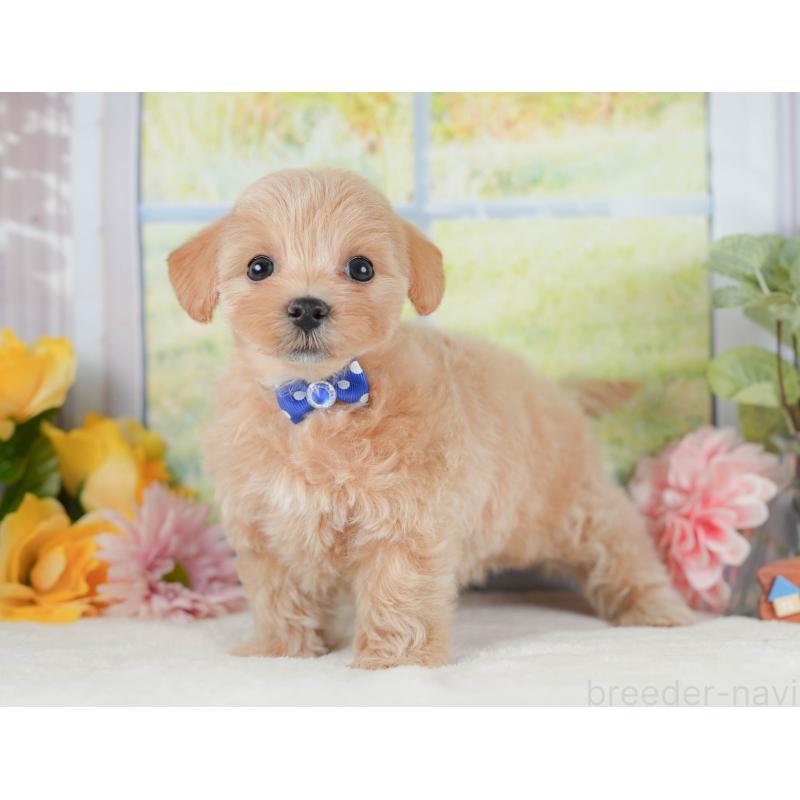 販売中の静岡県のマルプー:マルチーズ×トイプードル-425645の9枚目