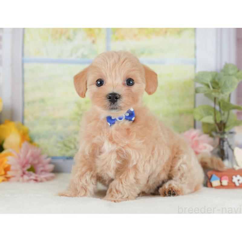 販売中の静岡県のマルプー:マルチーズ×トイプードル-425645の8枚目