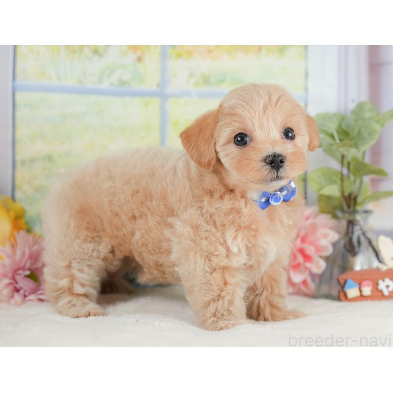 販売中の静岡県のマルプー:マルチーズ×トイプードル-425645の7枚目