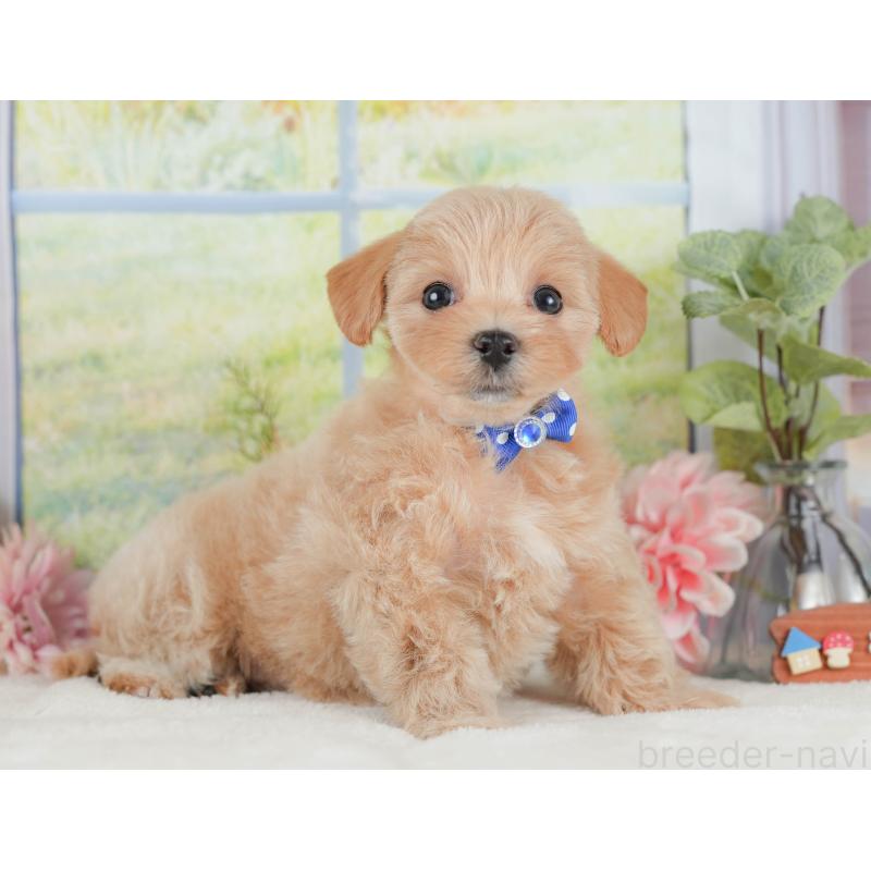 販売中の静岡県のマルプー:マルチーズ×トイプードル-425645の6枚目