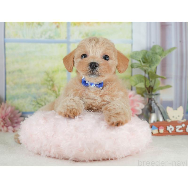 販売中の静岡県のマルプー:マルチーズ×トイプードル-425645の4枚目