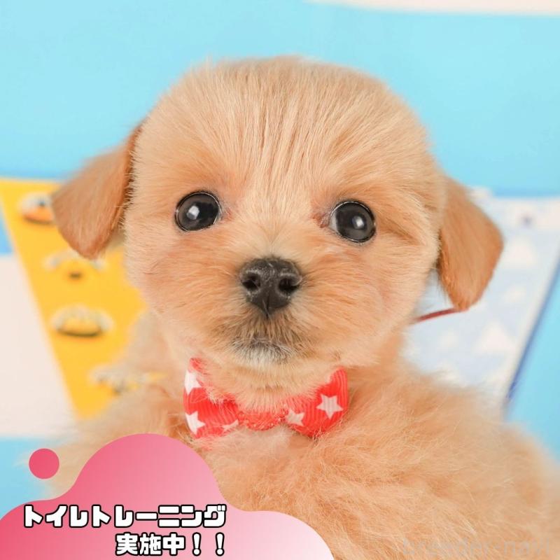 販売中の静岡県のマルプー:マルチーズ×トイプードル-425656