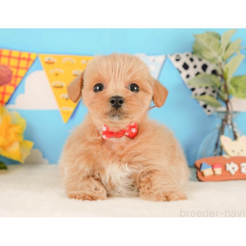 販売中の静岡県のマルプー:マルチーズ×トイプードル-425656の10枚目