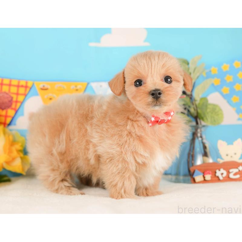 販売中の静岡県のマルプー:マルチーズ×トイプードル-425656の8枚目