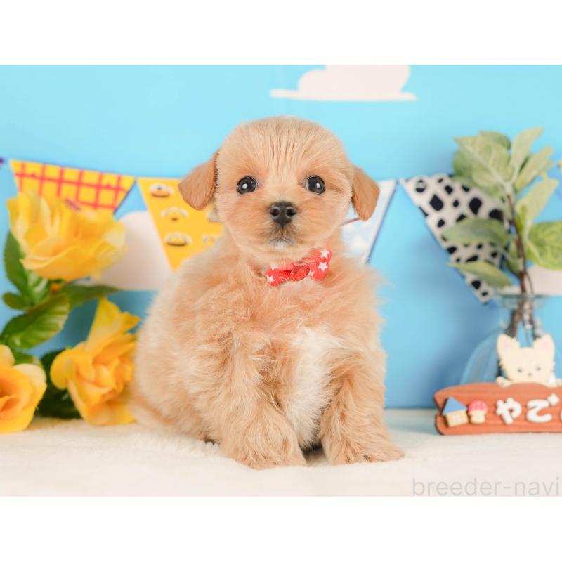 販売中の静岡県のマルプー:マルチーズ×トイプードル-425656の7枚目