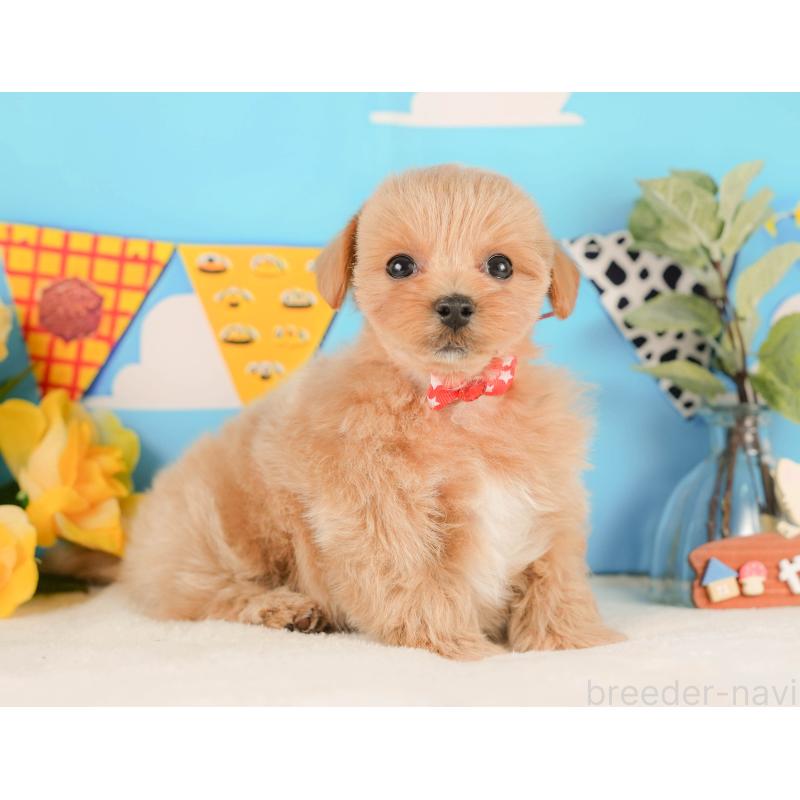 販売中の静岡県のマルプー:マルチーズ×トイプードル-425656の6枚目