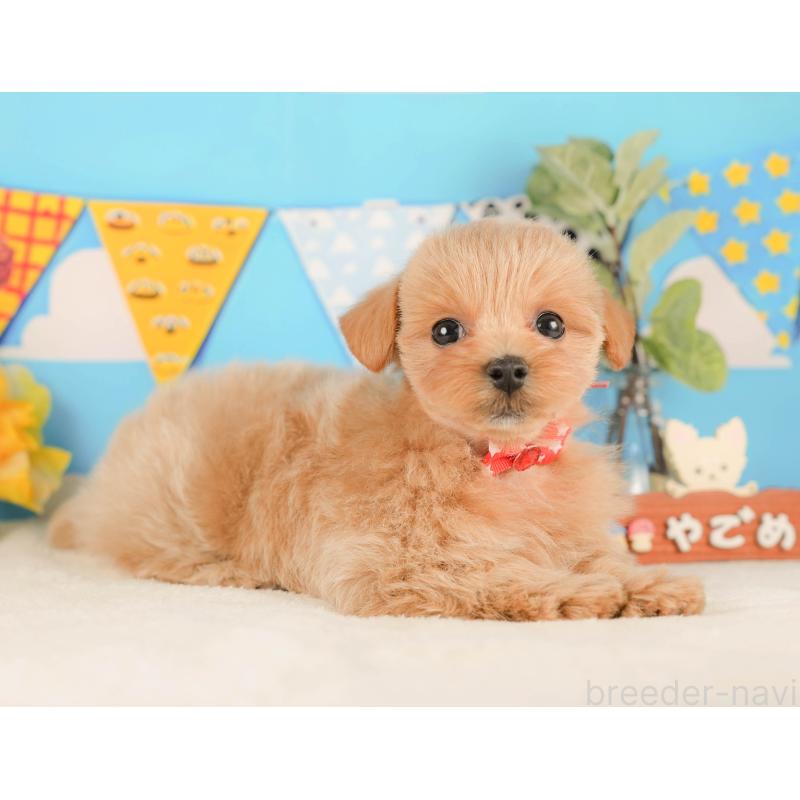 販売中の静岡県のマルプー:マルチーズ×トイプードル-425656の5枚目