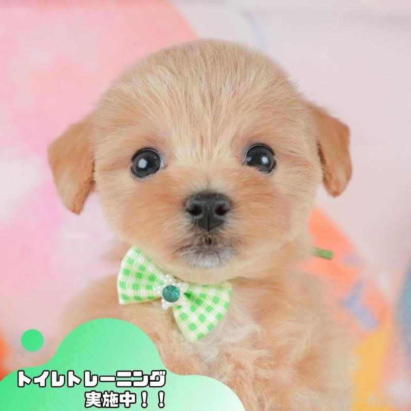 販売中の静岡県のマルプー:マルチーズ×トイプードル-425658