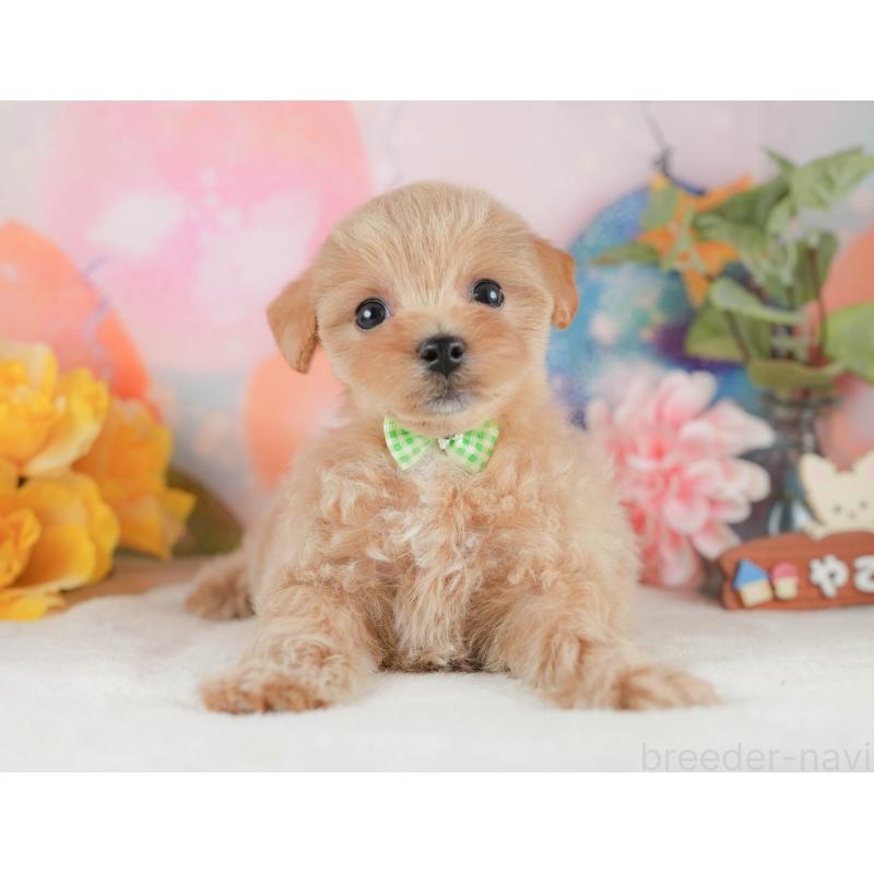 販売中の静岡県のマルプー:マルチーズ×トイプードル-425658の10枚目