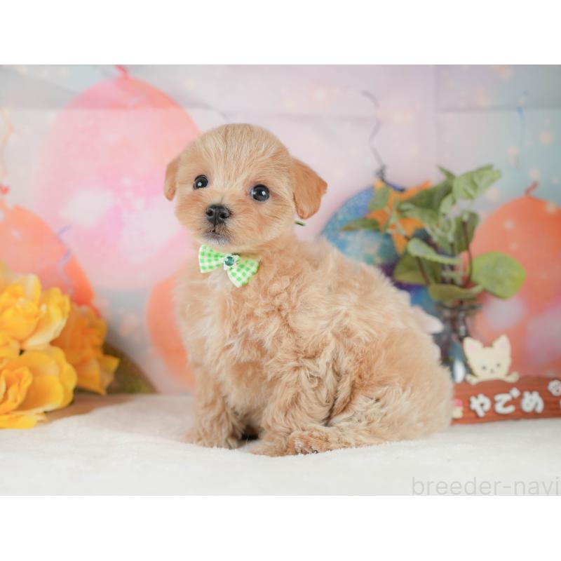 販売中の静岡県のマルプー:マルチーズ×トイプードル-425658の9枚目