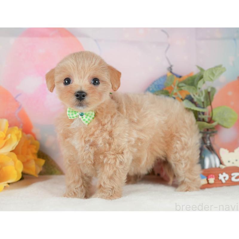 販売中の静岡県のマルプー:マルチーズ×トイプードル-425658の8枚目