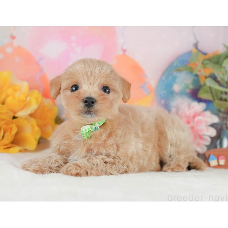 販売中の静岡県のマルプー:マルチーズ×トイプードル-425658の7枚目