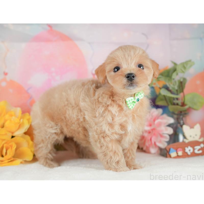 販売中の静岡県のマルプー:マルチーズ×トイプードル-425658の6枚目