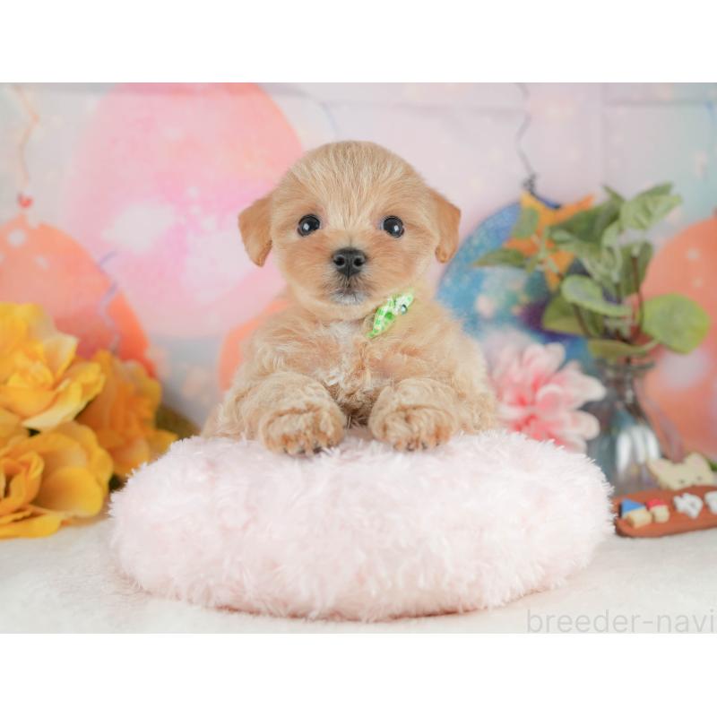 販売中の静岡県のマルプー:マルチーズ×トイプードル-425658の4枚目