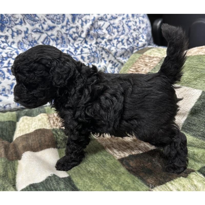 販売中の三重県のタイニープードル-425541の3枚目