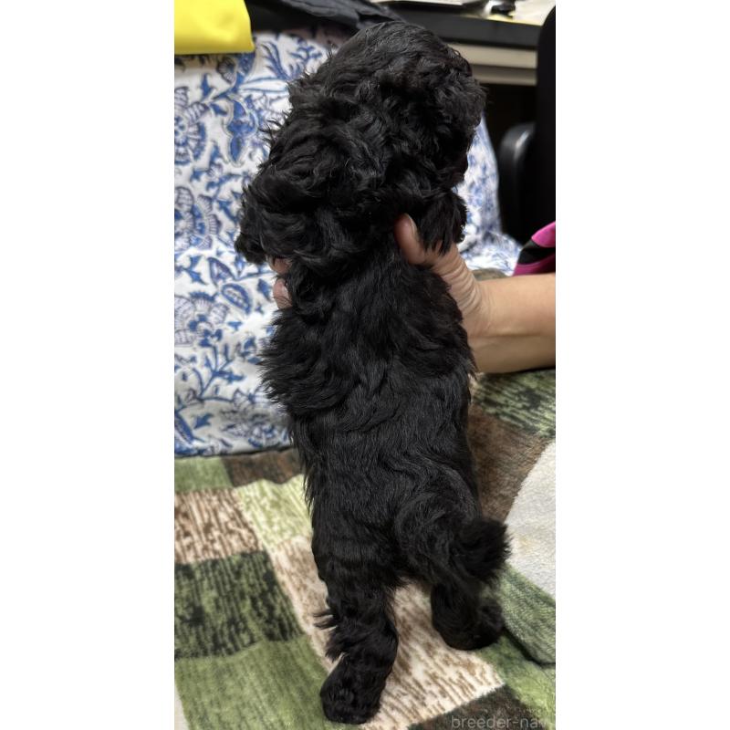 販売中の三重県のタイニープードル-425541の2枚目