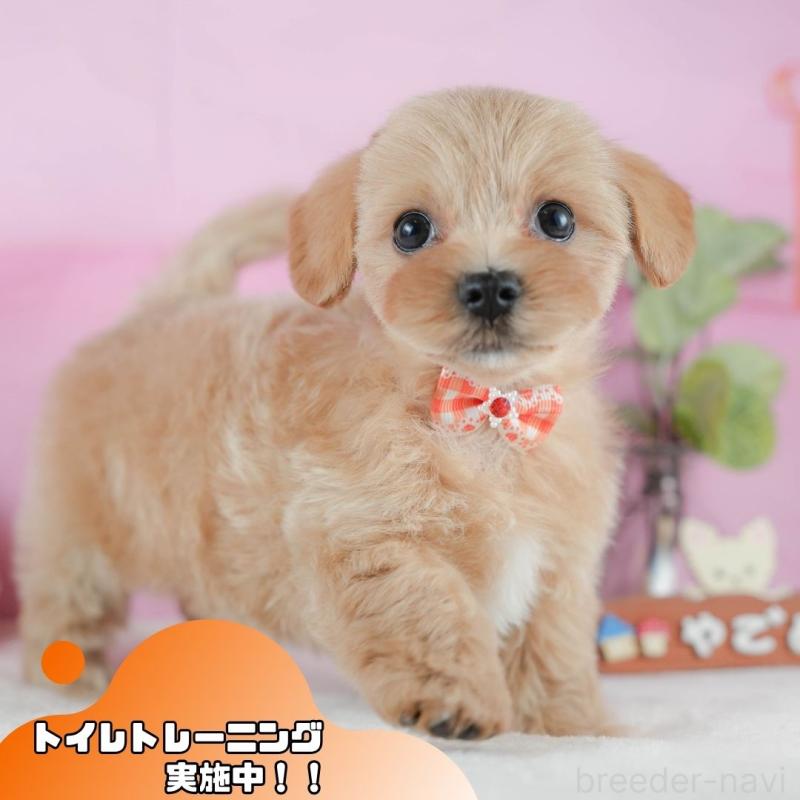 販売中の静岡県のマルプー:マルチーズ×トイプードル-425659