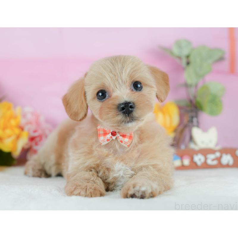 販売中の静岡県のマルプー:マルチーズ×トイプードル-425659の10枚目