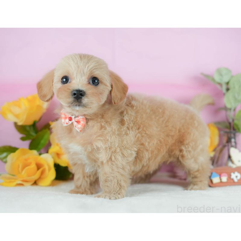 販売中の静岡県のマルプー:マルチーズ×トイプードル-425659の9枚目