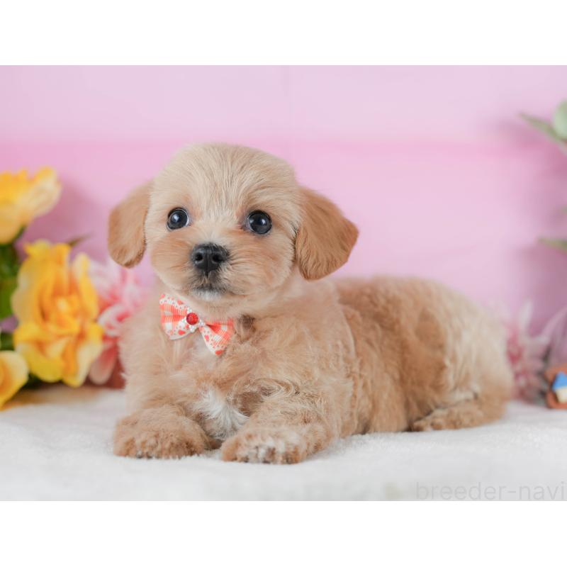 販売中の静岡県のマルプー:マルチーズ×トイプードル-425659の8枚目