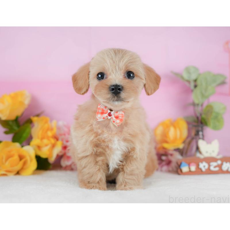 販売中の静岡県のマルプー:マルチーズ×トイプードル-425659の7枚目